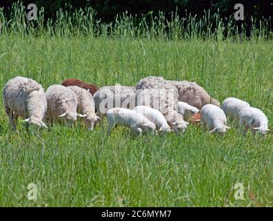 Hybrid Schafe können ausschließlich auf Gras an der Plantage Tuckahoe überleben, in der Gegend von Richmond, VA. Am 5. Mai 2011. Eine elektrifizierte Zaun halten Herde in der richtigen Weiden, wo Sie auf dem Gras grasen und nährstoffreichen Dung verlassen den Boden neu zu beleben, die nachwachsen. Die Plantage war das Elternhaus von Präsident Thomas Jefferson, der von 1745 bis 1752, heute ist es ein Bauernhof mit Rinder, Schafe, Hühner und Kaninchen Fleisch liefern zu Fall Line Farmen eine lokale Essen Hub. Fall Line Farmen bietet eine breite Palette von Haushalts Grundnahrungsmittel und spezielle Produkte auf einem sich ständig verändernden Bestand von Obst Stockfoto