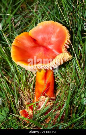 Scharlach-Wachskappenpilz (Hygrocybe coccinea) einige Male Red Waxcap genannt wird in der Regel auf beschnittenen Grasland oder alten Rasen im Herbst gefunden Stockfoto