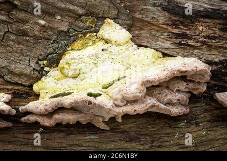 Bracket Pilz wächst aus einem verfallenden Baumstamm im Herbst Stockfoto