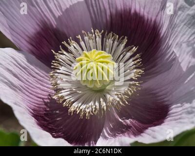 Blass lila Fliederblüte eines Opiummohn (Papaver somniferum) Anthers, Filamente und Samenkapsel entwickeln sich in vier Blütenblättern, Juni Stockfoto
