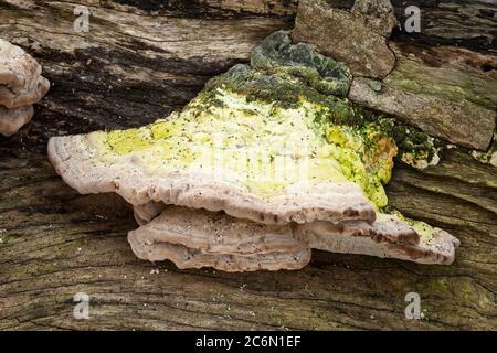 Bracket Pilz wächst aus einem verfallenden Baumstamm im Herbst Stockfoto