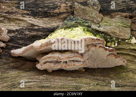 Bracket Pilz wächst aus einem verfallenden Baumstamm im Herbst Stockfoto