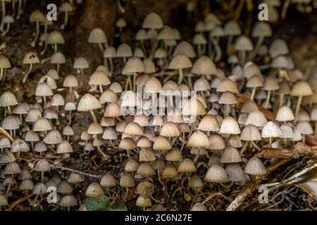 Coprinellus disseminatus Pilze Pflanzen in der freien Natur, aka Fairy Tintenfisch. Stockfoto