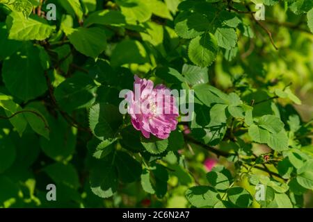 Blühende rosa Hundrose im Garten Stockfoto