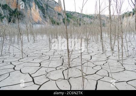 Komplett trockene Naturfläche mit Rissen im Boden und toten Bäumen. Stockfoto