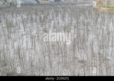 Toller Blick auf eine völlig trockene Naturgegend mit Rissen im Boden und vielen toten Bäumen. Stockfoto