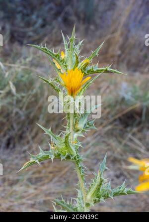 Eine spanische Golddistel, die ihre gelben Blüten und dornigen Blätter an einem Sommermorgen in der Nähe von Jerusalem, Israel, zeigt. Stockfoto