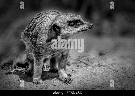 Erdmännchen Tier wachsam und halten Wache monochromen Schwarzweiß-Bild Stockfoto