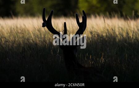 London, Großbritannien. 11. Juli 2020 EIN junger Rothirsch in Silhouette versteckt sich im langen Gras im Bushy Park, West London Andrew Fosker / Alamy Live News Stockfoto