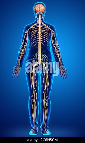 3d-Darstellung medizinisch akkurate Darstellung eines weiblichen Nervensystems Stockfoto