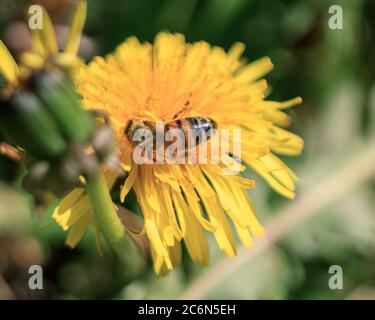 Schwarze und gelbe Wespe in gelben Löwenzahn, die Blütenpollen fressen Stockfoto