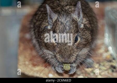 Niedliche Heim Haustier Ratte im Käfig Essen Stockfoto