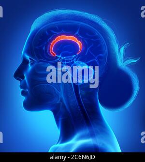 3d-Darstellung medizinisch akkurate Darstellung der Hirnanatomie Stockfoto