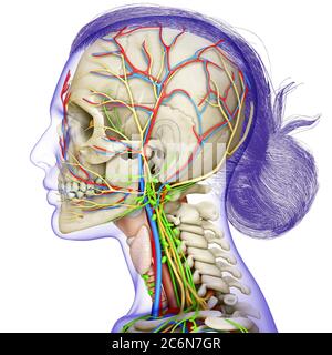 3d-Rendering medizinische Illustration der weiblichen Kopf Anatomie für den Unterricht Stockfoto