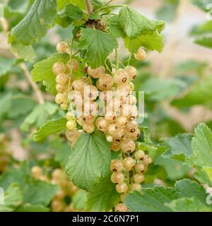 Weiße Johannisbeere Ribes rubrum Werdavia, Weiße Johannisbeere Ribes rubrum Werdavia Stockfoto