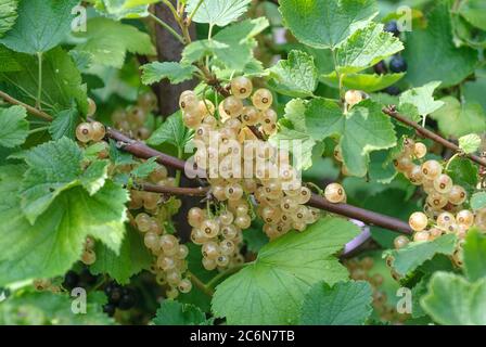 Weiße Johannisbeere Ribes rubrum Zitavia, Weiße Johannisbeere Ribes rubrum Zitavia Stockfoto