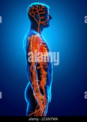 3d-Darstellung medizinisch akkurate Darstellung des Kreislaufsystems Stockfoto