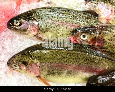 Frisch gefangener Regenbogenforelle auf Eis und zum Verkauf auf einem Fischmarkt auf der Isle of man Stockfoto