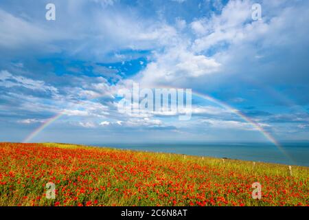 Ein Feld mit roten Mohnblumen an der Kent Küste mit einem Regenbogen über dem Ärmelkanal im Hintergrund. Stockfoto