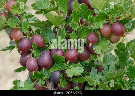 Stachelbeere Ribes uva-crispa HinnonMaeKI ROT, Stachelbeere Ribes uva-crispa HinnonMaeKI ROT Stockfoto