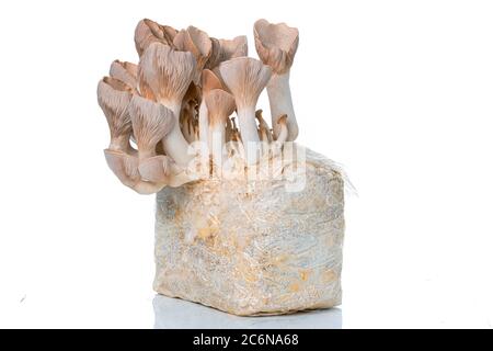 Pleurotus eryngii bekannt als Königstompeter, französischer Hornpilz, Königs-Austernpilz auf Weiß Stockfoto