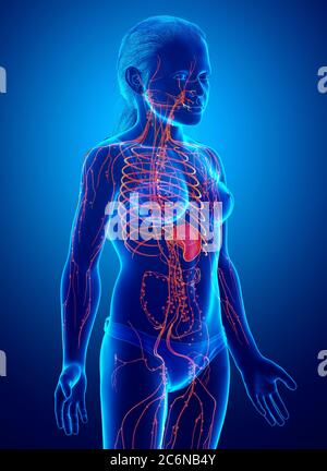 3d gerendert, medizinisch genaue Darstellung eines weiblichen Lymphsystems Stockfoto