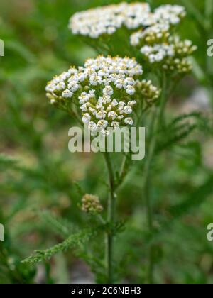 Gemeine Schafgarbe blühende Pflanze Achillea millefolium Stockfoto