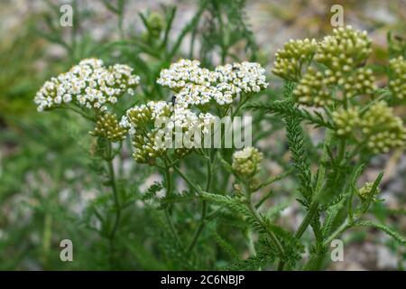 Gemeine Schafgarbe blühende Pflanze Achillea millefolium Stockfoto