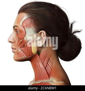 3d-Rendering medizinische Illustration der weiblichen Kopf Anatomie für den Unterricht Stockfoto