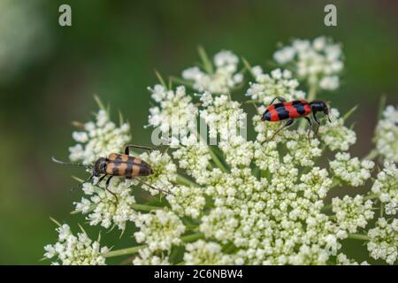 Rot und braun Mylabris variabilis, gestreifte Blisterkäfer auf Karottenblüte Stockfoto