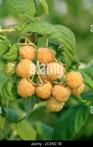 Himbeere Rubus idaeus Fallgold, Himbeere Rubus idaeus Fallgold Stockfoto