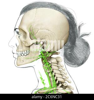 3d-Darstellung medizinisch genaue Darstellung eines weiblichen Gesichts lymphatischen Systems und Skelettsystem Stockfoto