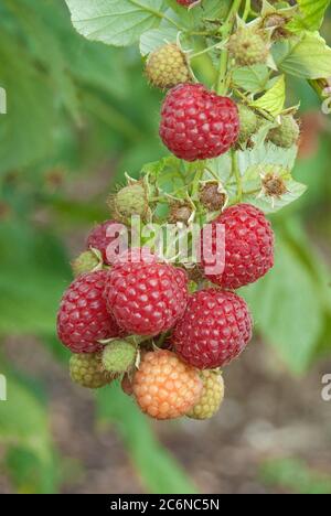 Himbeere Rubus idaeus Pokusa, Himbeere Rubus idaeus Pokusa Stockfoto