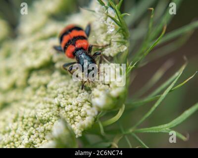 Rot-schwarzer Mylabris variabilis, gestreifter Blisterkäfer auf Karottenblüte, Nahaufnahme Stockfoto