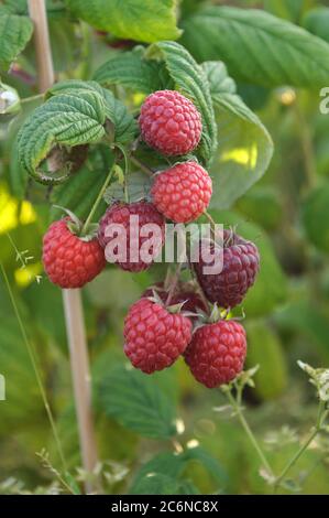 Himbeere Rubus idaeus Pokusa, Himbeere Rubus idaeus Pokusa Stockfoto