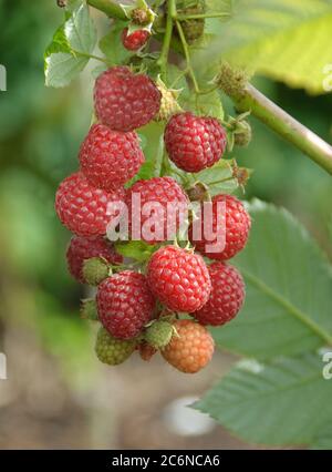 Himbeere Rubus idaeus Pokusa, Himbeere Rubus idaeus Pokusa Stockfoto