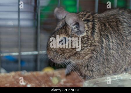 Niedliche Heim Haustier Ratte im Käfig Essen Stockfoto