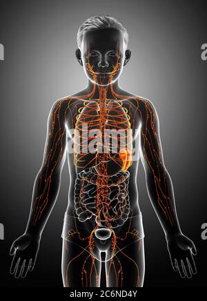 3d gerendert, medizinisch genaue Darstellung eines Jungen lymphatischen Systems Stockfoto