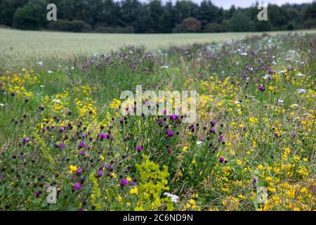 Wildblumenfeld Rand im Sommer Stockfoto