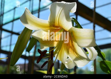 Lilium Mister Cas Stockfoto