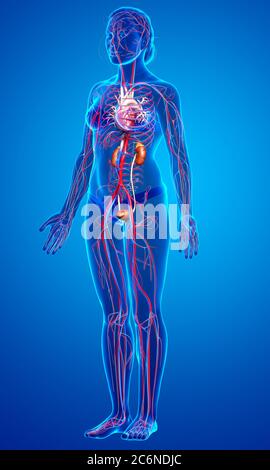 3d-gerenderte, medizinisch genaue Darstellung der weiblichen Nieren und des Kreislaufsystems Stockfoto