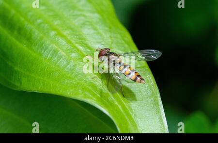 Weibliche Marmelade Fliegen auf Blatt Stockfoto