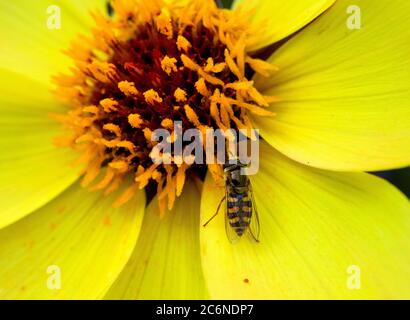 Weibliche Eupeodes corollae Schwebefliege auf Dahlia Blume Stockfoto