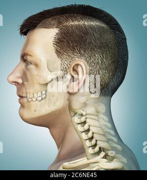 3d gerendert, medizinisch genaue Darstellung einer männlichen Schädel und Hals Anatomie Stockfoto