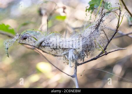 Baum Vogel Kirsche im Garten befallen mit Spindel Ermin Motten Raupen, mit Netzen von der Spinne Motte bedeckt. Schädlingshaus. Nahaufnahme. Katastrophe für Stockfoto