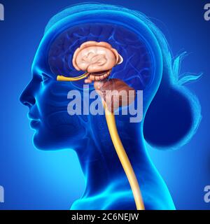 3D-gerenderte Medizinisch genaue Abbildung der inneren Anatomie des Gehirns Stockfoto