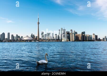 Weißer Schwan, der in den Lake Ontario mit Toronto's Skyline im Hintergrund, wie von der Mitte der Insel gesehen. Flache Freiheitsgrad, den Schwerpunkt auf die Swan. Stockfoto