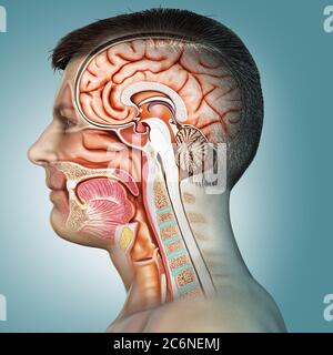 3d gerendert, medizinisch genaue Darstellung des Querschnitts des männlichen Kopfes Stockfoto