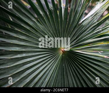 Fächerblatt einer sabal-Palme, Kohlpalme. Stockfoto