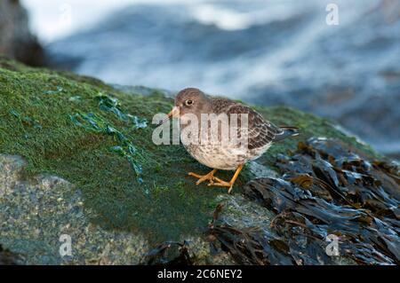 Purple Sandpiper, Calidris maritima, auf Algen bedeckten Felsen thront, Suffolk, Winter, Dezember Stockfoto